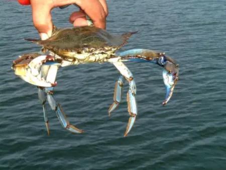 Dalyan Blue Crab Boat Tour